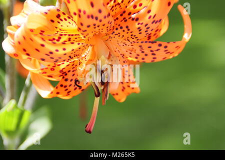 Lilium lancifolium 'Flore Pleno, or Double tiger lily, in flower in an English garden on a bright summer day(August), UK Stock Photo