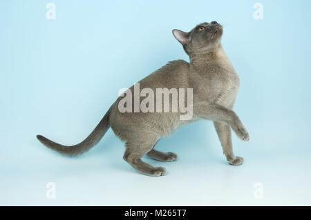 young blue Burmese cat, looking up Stock Photo