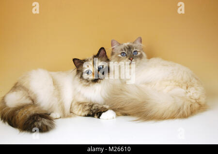 seal tortie tabby birman cat with blue tortie tabby birman Stock Photo