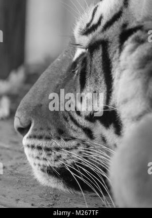 Resting Tiger Stock Photo