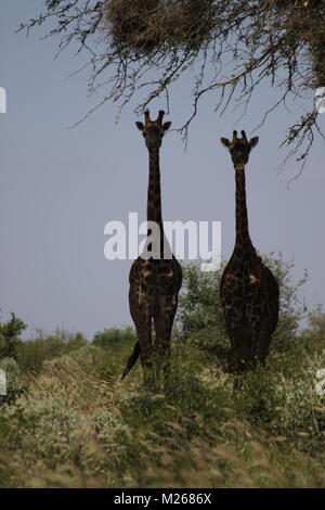 On Safari in Tsavo West National Park Stock Photo