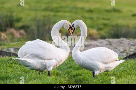 Pair of White Mute Swans (Cygnus olor) standing facing each other in a field with necks making the shape of a love heart, in Winter in UK. Valentines Stock Photo