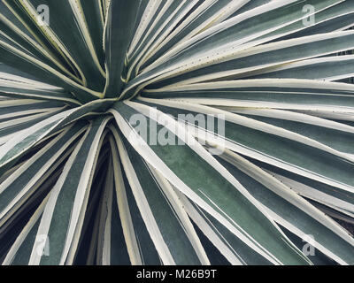 Cactus plant with long, sharp, thorny leaves. Flora background Stock Photo