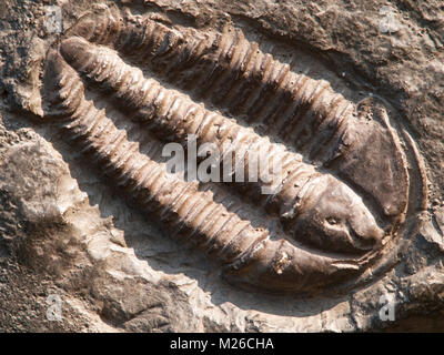 Fossil of a trilobites from the early ordovician period found in Czech Republic Stock Photo