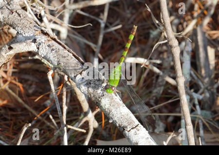 A green Great Pondhawk dragonfly (Erythemis vesiculosa) sitting on a tree branch in the daytime in Jensen Beach, Martin County, Florida, USA Stock Photo