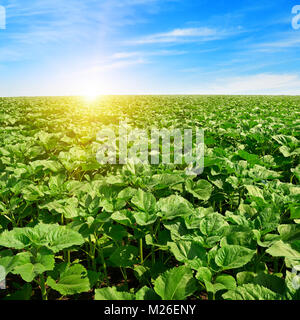 sunrise over sunflower field and blue sky Stock Photo