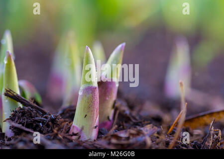 Hosta sprouts emerging through the soil of a springtime perennial bed. Stock Photo