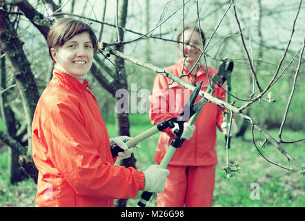 Two women pruning fruits tree in the orchard Stock Photo