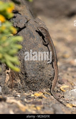 Atlantic lizard (Gallotia atlantica) Stock Photo