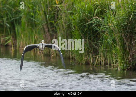 Grey heron (Ardea cinerea) flying along reeds Stock Photo