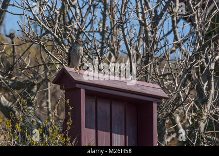 Eurasian Sparrowhawk (Accipiter nisus) Stock Photo