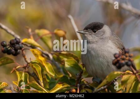 Black cap, (Sylvia atricapilla) male foraging in Common Ivy Stock Photo