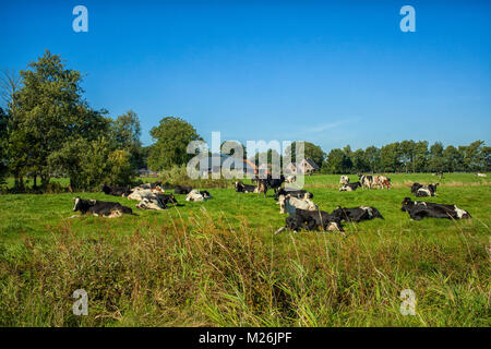 Typical Dutch landscape with a farm and cows in the pastures Stock Photo