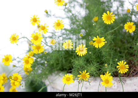 golden fleece or thymophylla tenuiloba, small yellow dahlberg daisy flower blooming Stock Photo