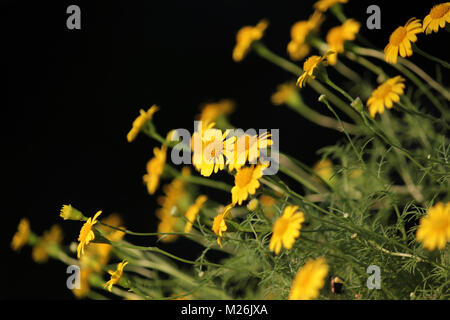 golden fleece or thymophylla tenuiloba, small yellow dahlberg daisy flower blooming Stock Photo