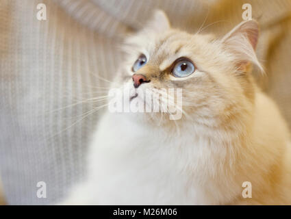 Woman holding a cat Stock Photo