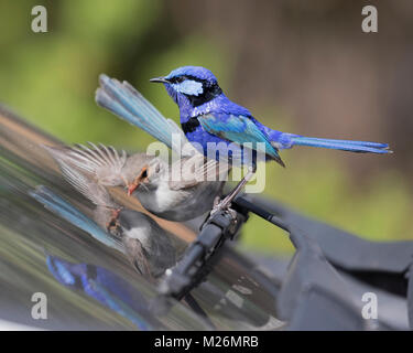 A female Splendid Fairy-wren (Malurus splendens) attacks its reflection in a car windscreen whilst a male watches on - Dunsborough, WA Stock Photo