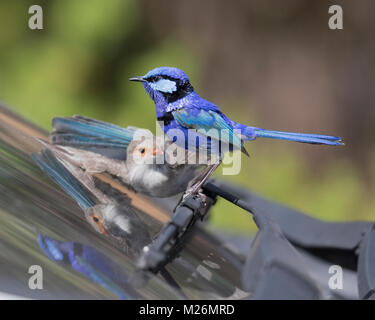 A female Splendid Fairy-wren (Malurus splendens) attacks its reflection in a car windscreen whilst a male watches on - Dunsborough, WA Stock Photo