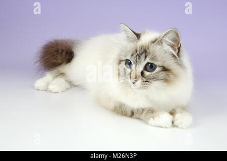 fluffy seal tabby point birman cat Stock Photo