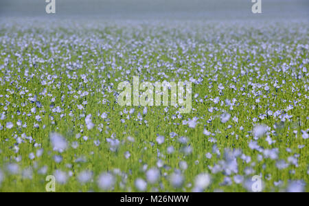 Flax field in bloom in the Haute-Normandie department (Upper Normandy, northern France) Stock Photo