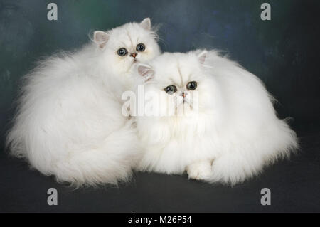 chinchilla cats, different ages Stock Photo