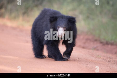 The Sri Lankan sloth bear (Melursus ursinus inornatus) is a subspecies of the sloth bear found mainly in lowland dry forests in the island of Sri Lank Stock Photo