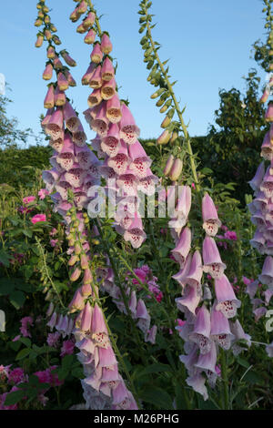 Digitalis ‘Sutton’s Appricot’ in a border in the walled garden at Houghton Hall, King's Lynn, Norfolk, UK Stock Photo