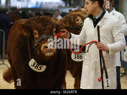 A Limousin bull is paraded in the show ring at the Stirling Bull Sales at Stirling Agricultural Centre. The world-famous auctions were established in 1865 and are an integral part of the farming calendar. Stock Photo