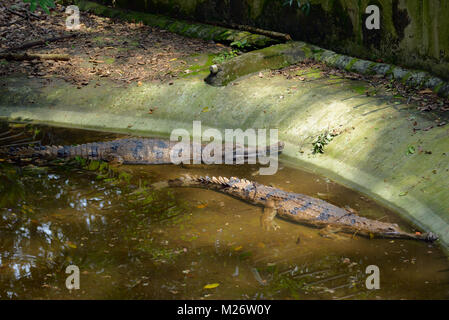 Two crocodiles lie in the pond Stock Photo