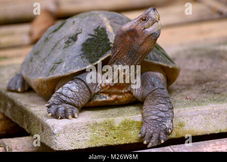Portrait of a turtle giant asian pond turtle Stock Photo