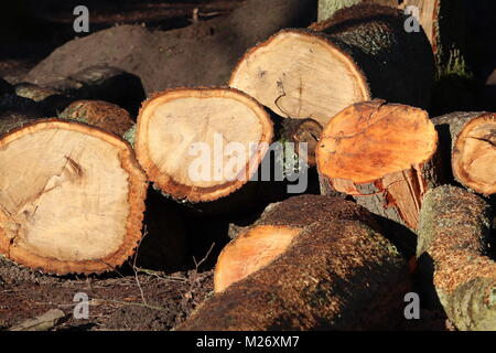 Logs cut up and left in a pile in the winter woodlands Stock Photo