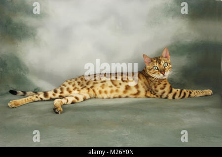 brown spotted bengal lying down, looking at camera Stock Photo