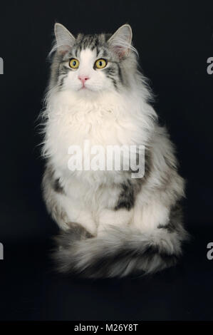 blue silver tabby norwegian forest cat Stock Photo