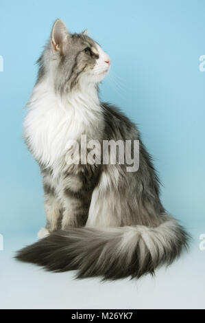 blue silver tabby and white norwegian forest cat Stock Photo