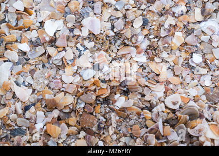 Shell shards on the seashore. For background or wallpaper Texture. Stock Photo