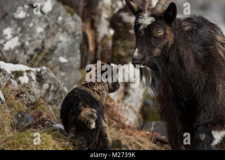 feral goat, Capra hircus, wild, nanny and kids grazing, foraging on rocky slope in the cairngorm national park during winter, february. Stock Photo