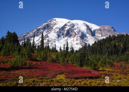 Beautiful Paradise hiking trail area, Washington state, USA in the fall with snow on Mount Rainier on a sunny day with blue sky Stock Photo