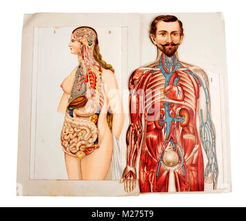 Medical illustration of human beings Stock Photo