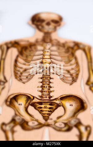 Medical illustration of human beings Stock Photo