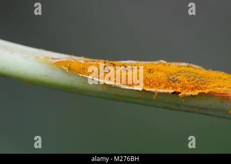 Meadowsweet rust gall, Triphragmium ulmariae Stock Photo
