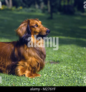 long haired dachshund head and shoulders Stock Photo