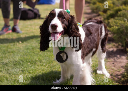 Beautiful Springer Spaniel enjoying her win in a race. Stock Photo