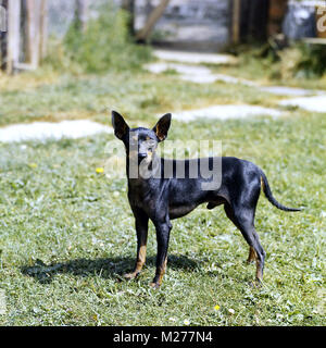 english toy terrier from lenster standing on grass Stock Photo