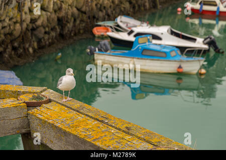 A grumpy seagull with some boats in the blurry background in Folkestone Harbour, Kent, UK Stock Photo