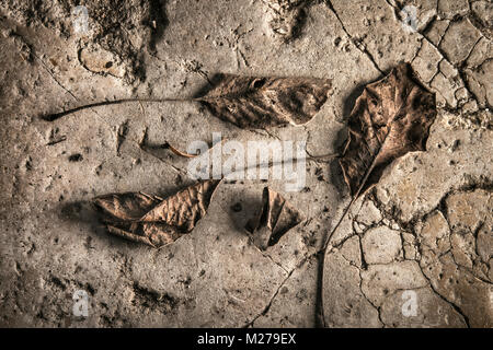 Dead leaves on an old stone paving stone Stock Photo
