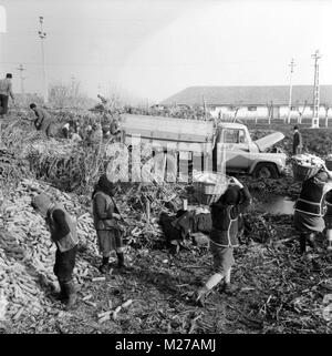 State agricultural cooperative in communist Romania, in the 1970s. Group of peasants loading a truck with corn. Stock Photo