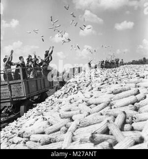 State agricultural cooperative in communist Romania, in the 1970s. Young students unloading truck of corn. Stock Photo