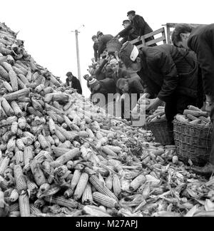 State agricultural cooperative in communist Romania, in the 1970s. Students loading truck of corn. Stock Photo