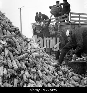 State agricultural cooperative in communist Romania, in the 1970s. Students loading truck of corn. Stock Photo