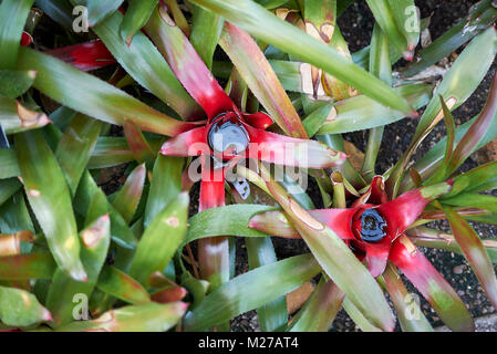 Neoregelia carolinae Stock Photo